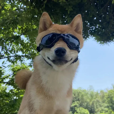 RideSafe | Hondenhelm voor veilige en stijlvolle ritten