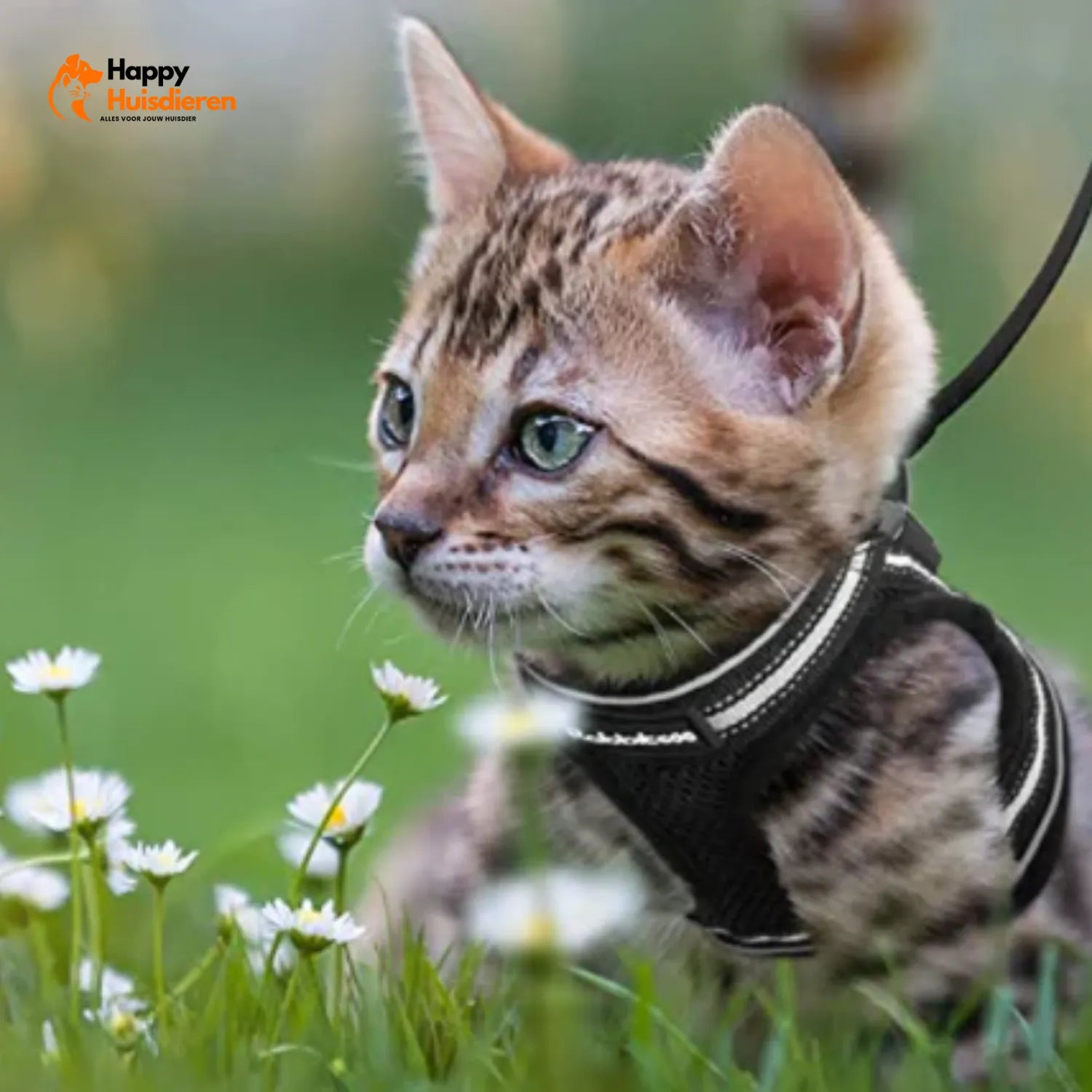 AvontuurKit Kattentuig | Verstelbaar Tuigje met Lijn voor Avonturen