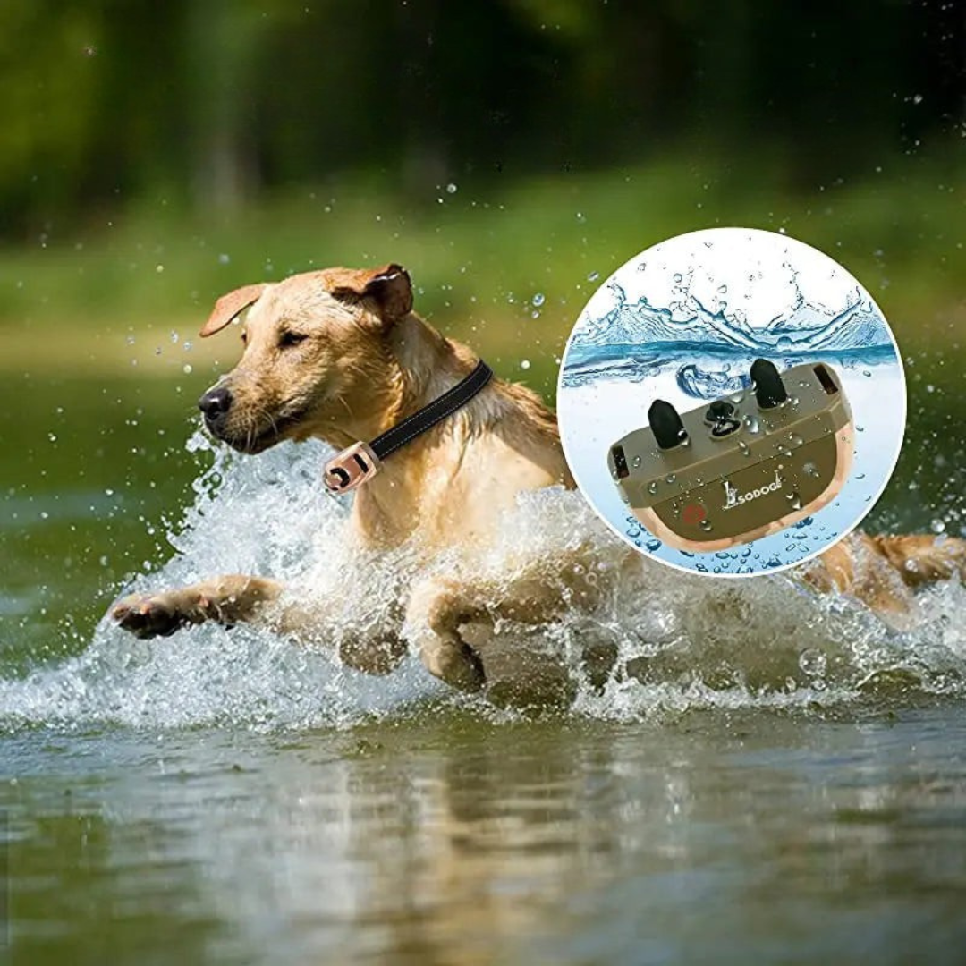 Perfecte Trainingshalsband | Optimaal Hondentraining op Afstand