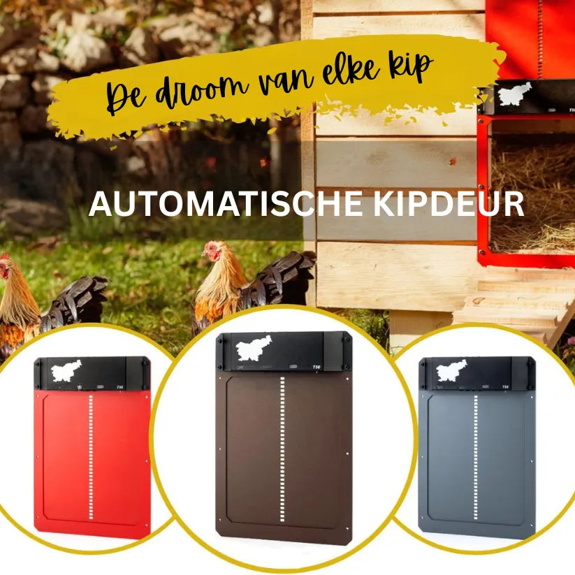 CluckSafe Pro | Automatisch Kippenluik met Timer en Lichtsensor