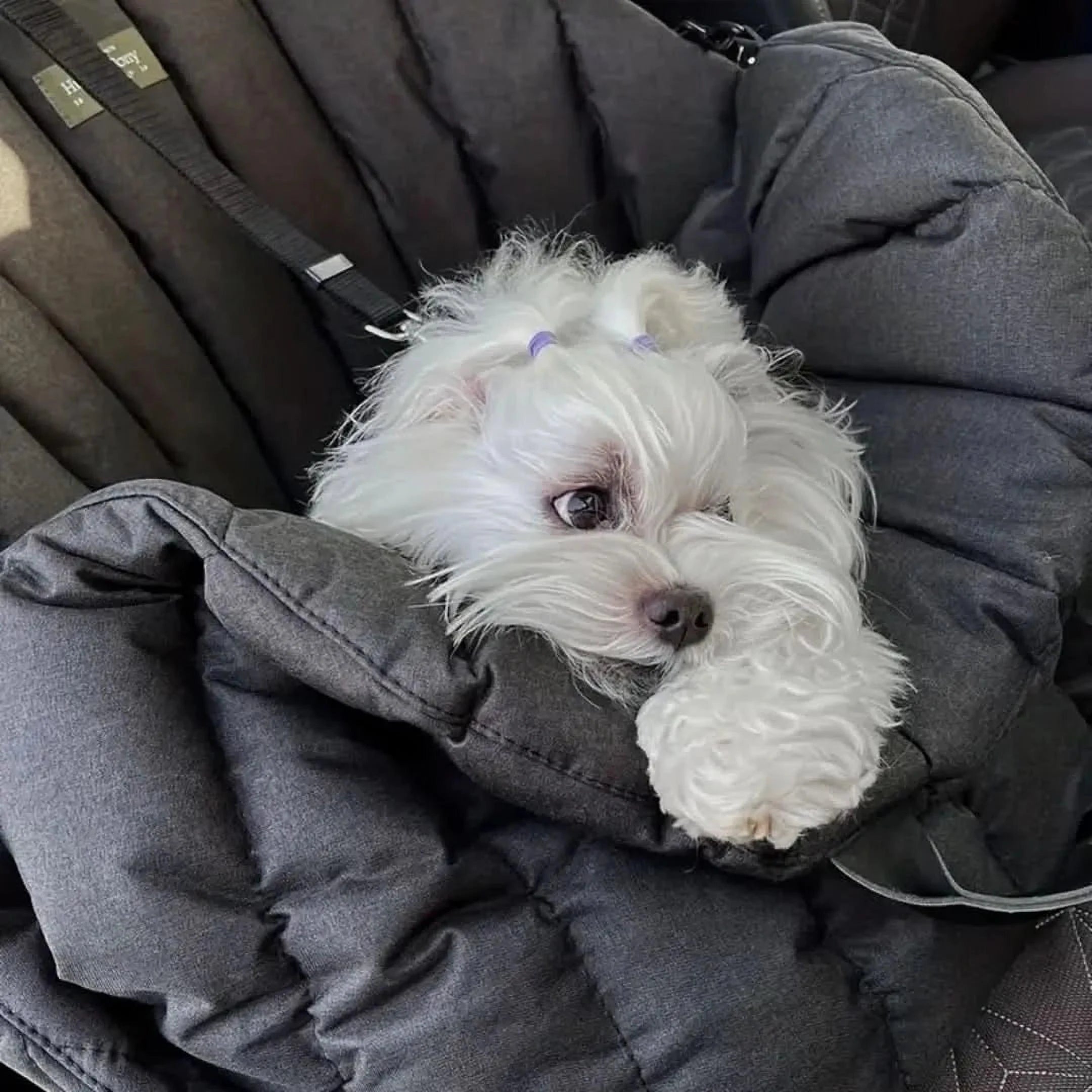 Draagbare Buddy Tas | Waterdichte Reistas voor Huisdieren