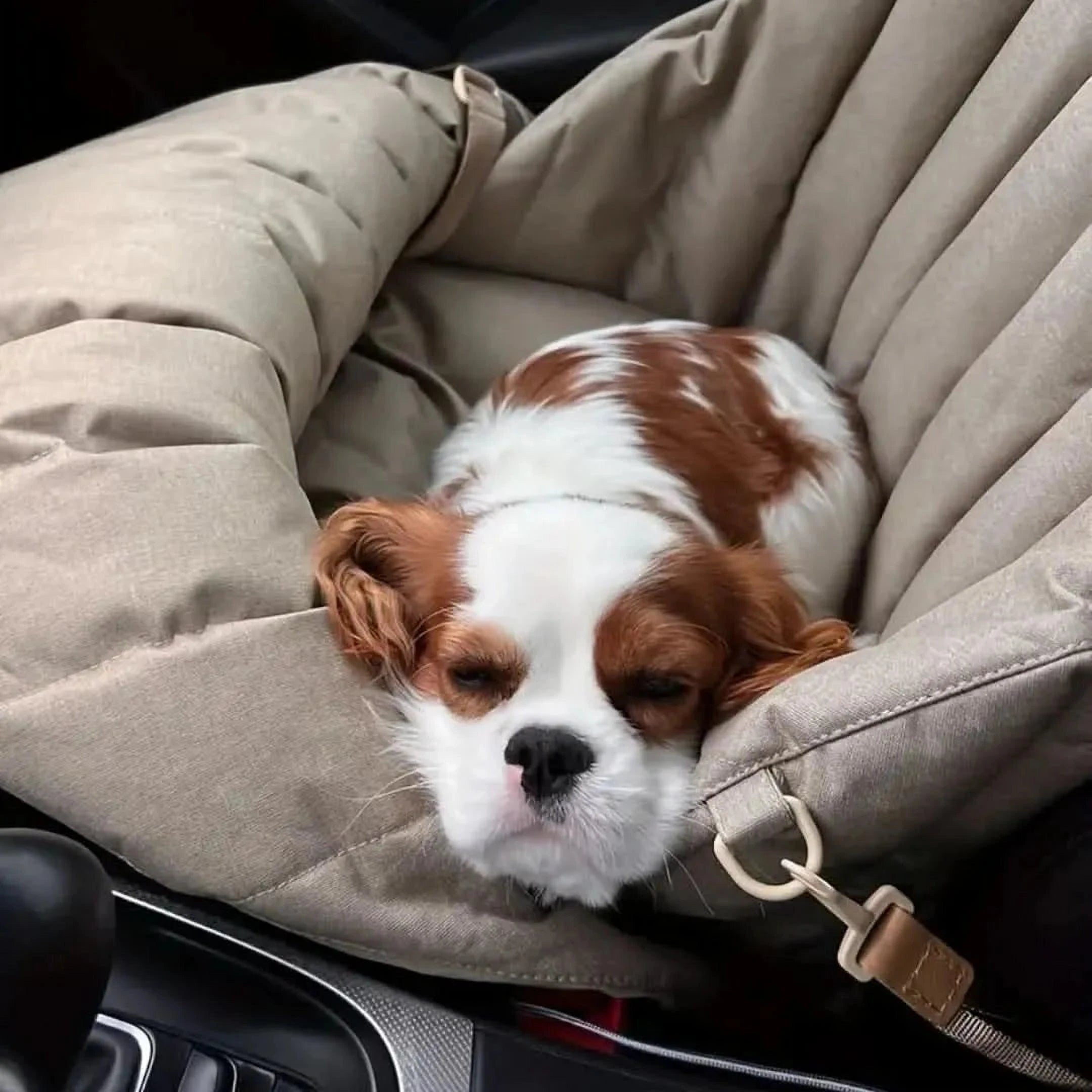 Draagbare Buddy Tas | Waterdichte Reistas voor Huisdieren