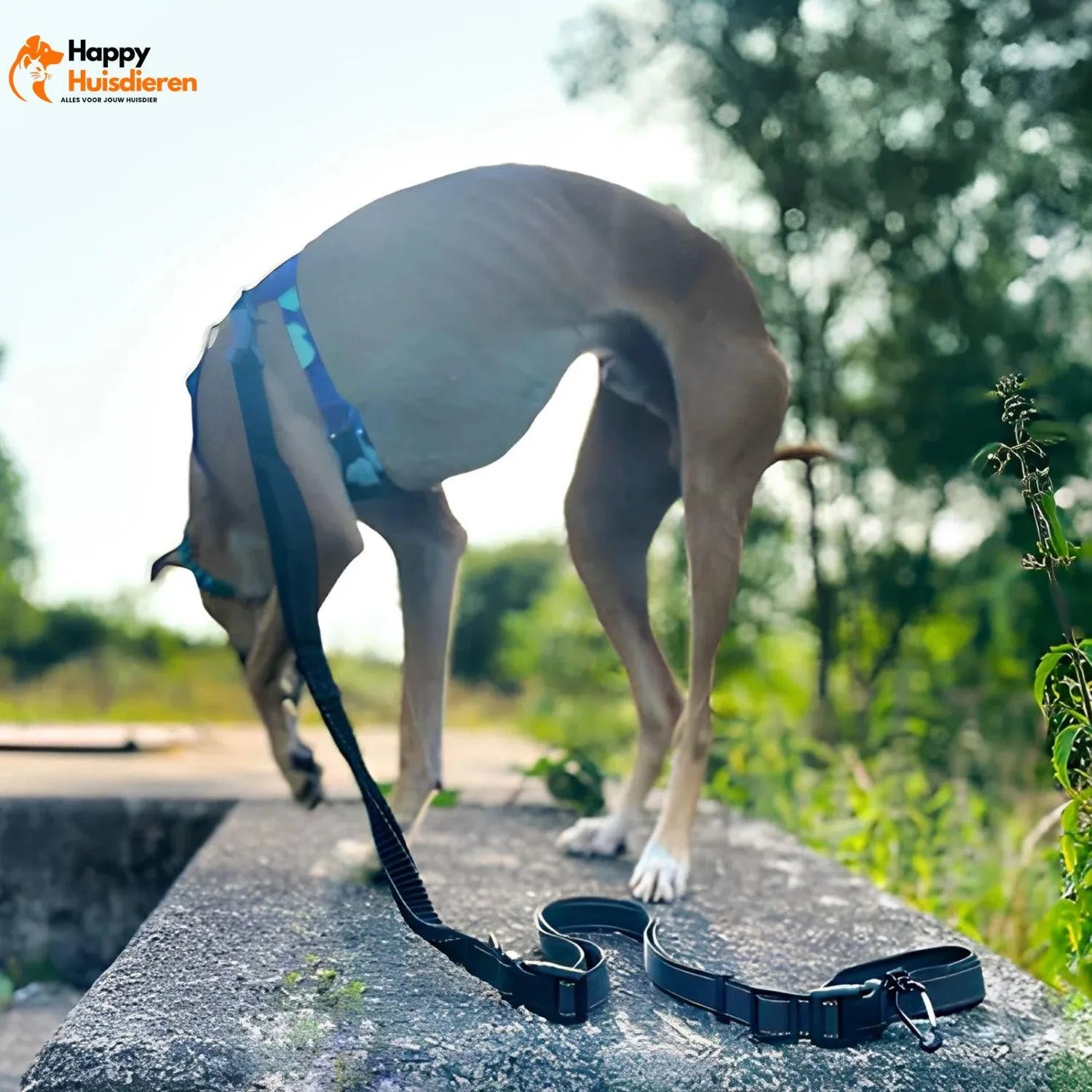 FreedomWalk Lead | Multifunctionele Handsfree Riem met Autogordelbevestiging