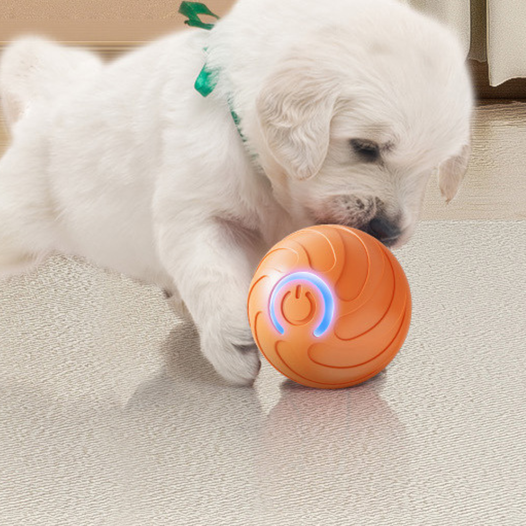 BounceBuddy | De interactieve speelbal voor energieke huisdieren