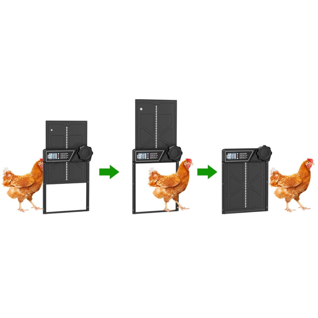 AutoCluck | Slim automatisch kippenluik voor elk weer en elk moment