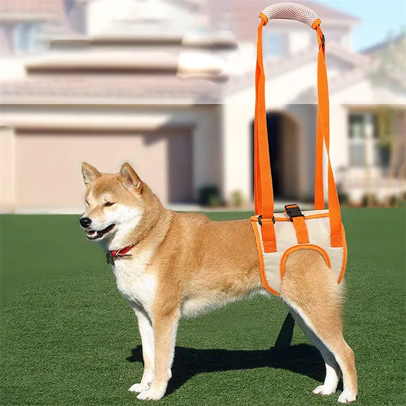 Leo | Hondentuig voor ondersteuning tijdens herstel