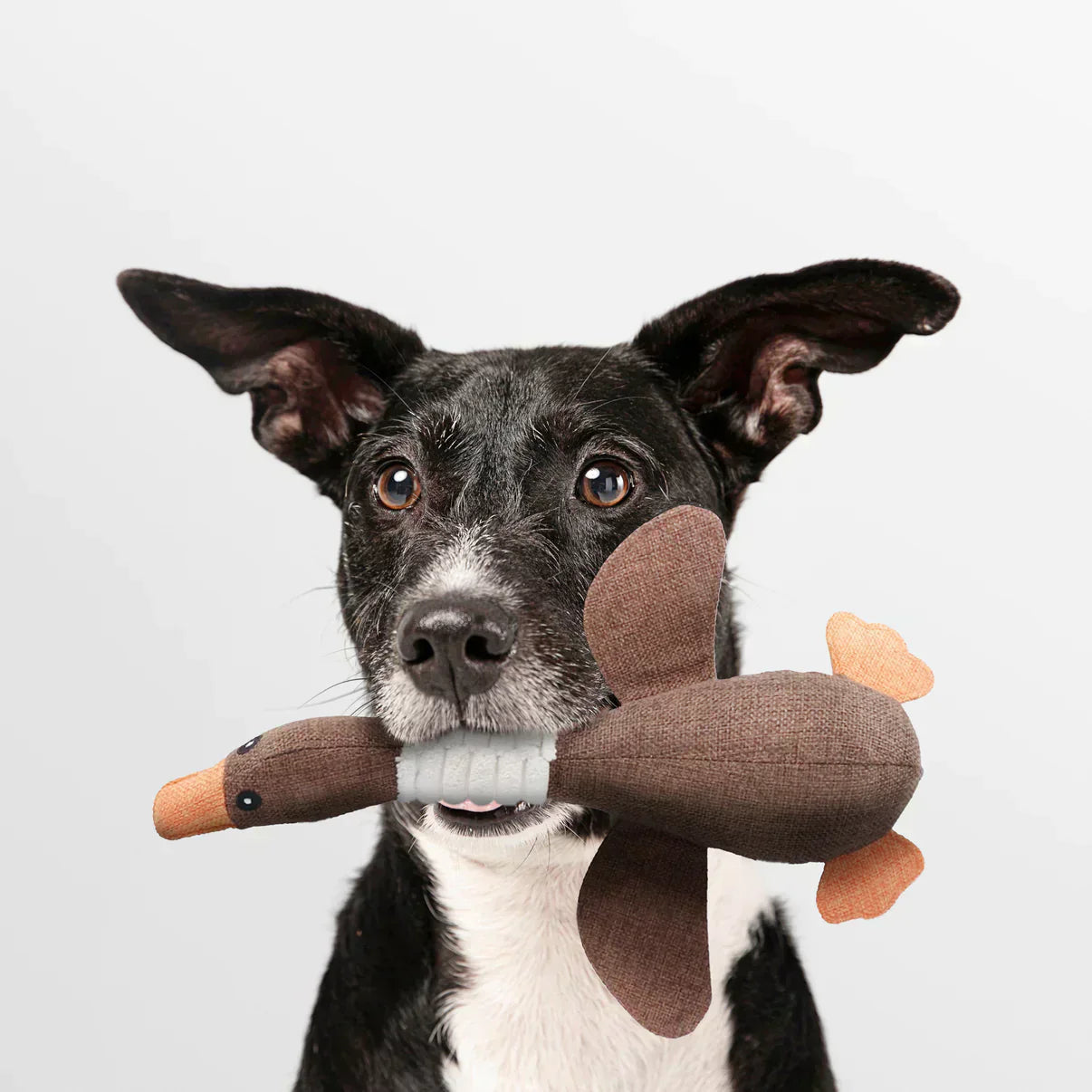 Luna | Stevig kauwspeelgoed voor honden