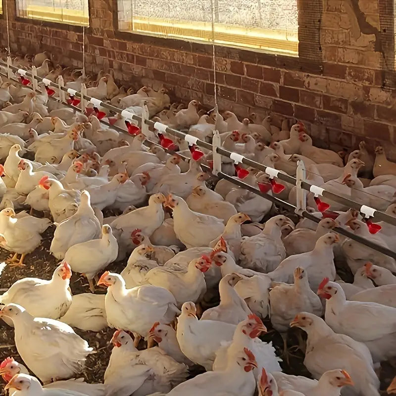 AquaFlow | Het slimme drinkwatersysteem voor stressvrije kippenverzorging