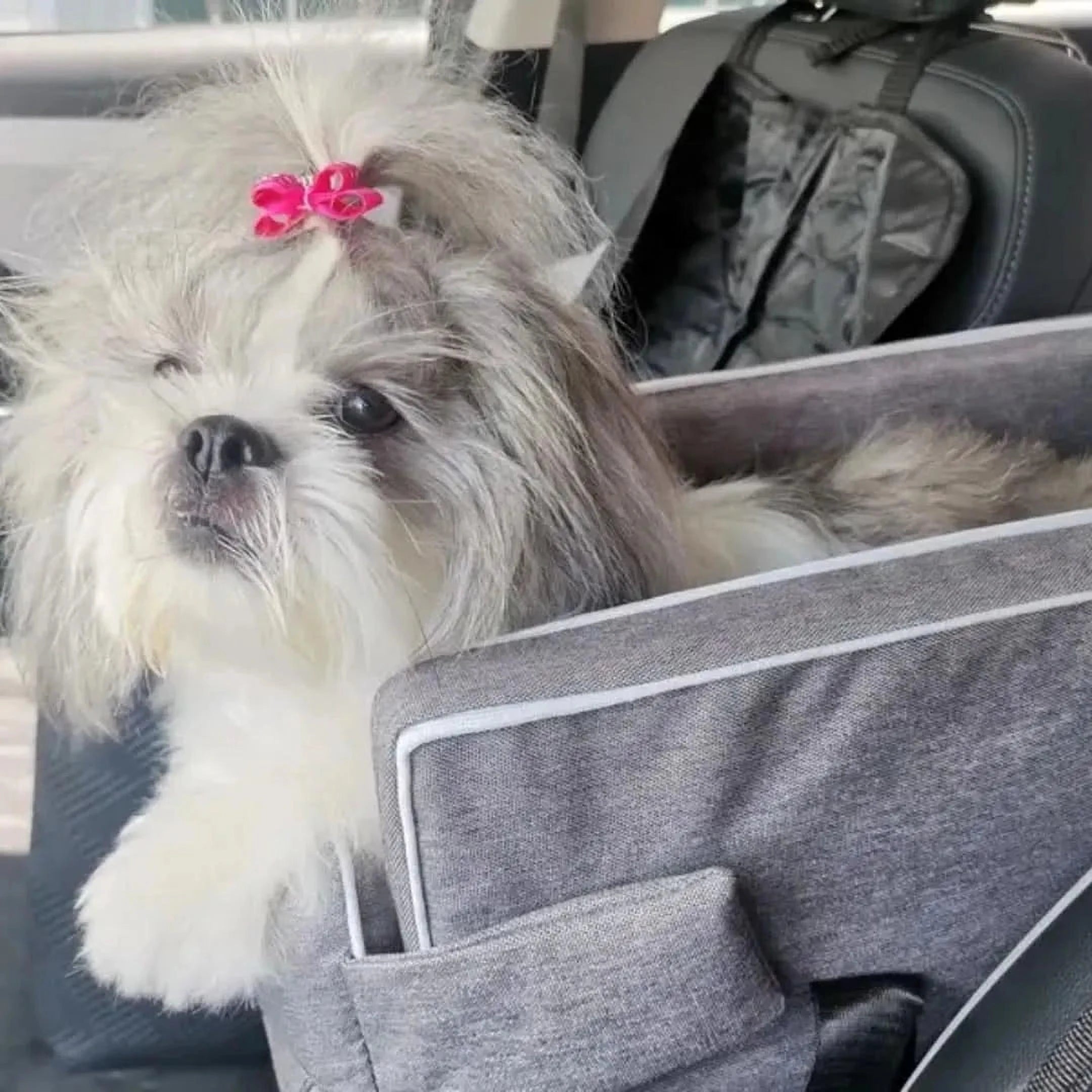 PuppyTrek Drager | Draagbare Hondenmand voor Onderweg