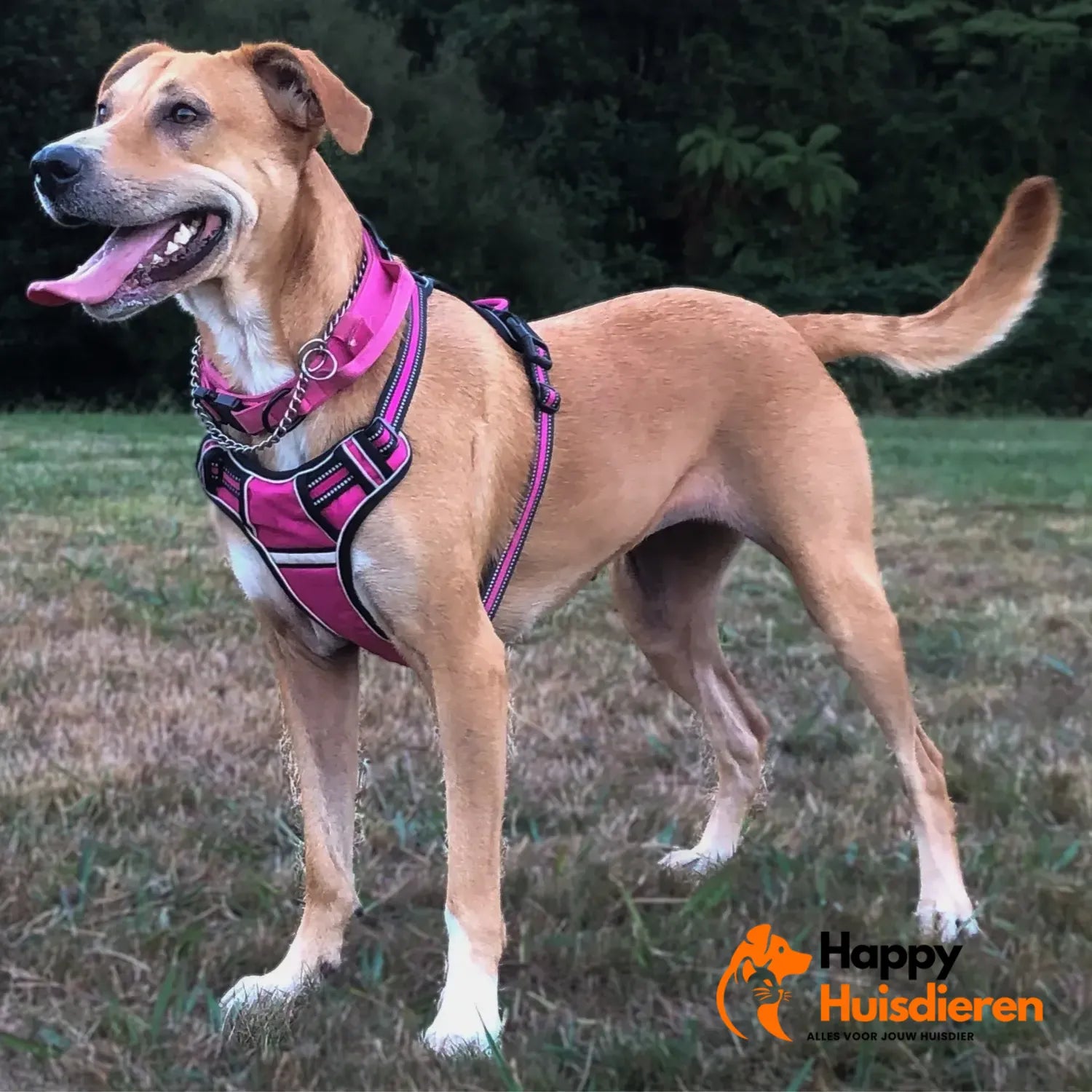 ReflectoID Hondentuig | Gepersonaliseerd Antitrek Tuig met Naamlabel en Reflectie