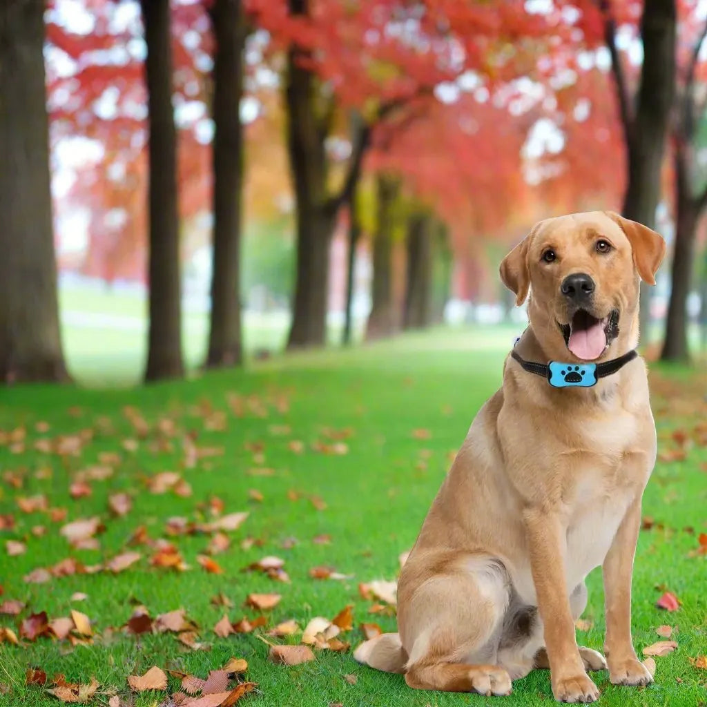 Toby | Anti-blaf halsband