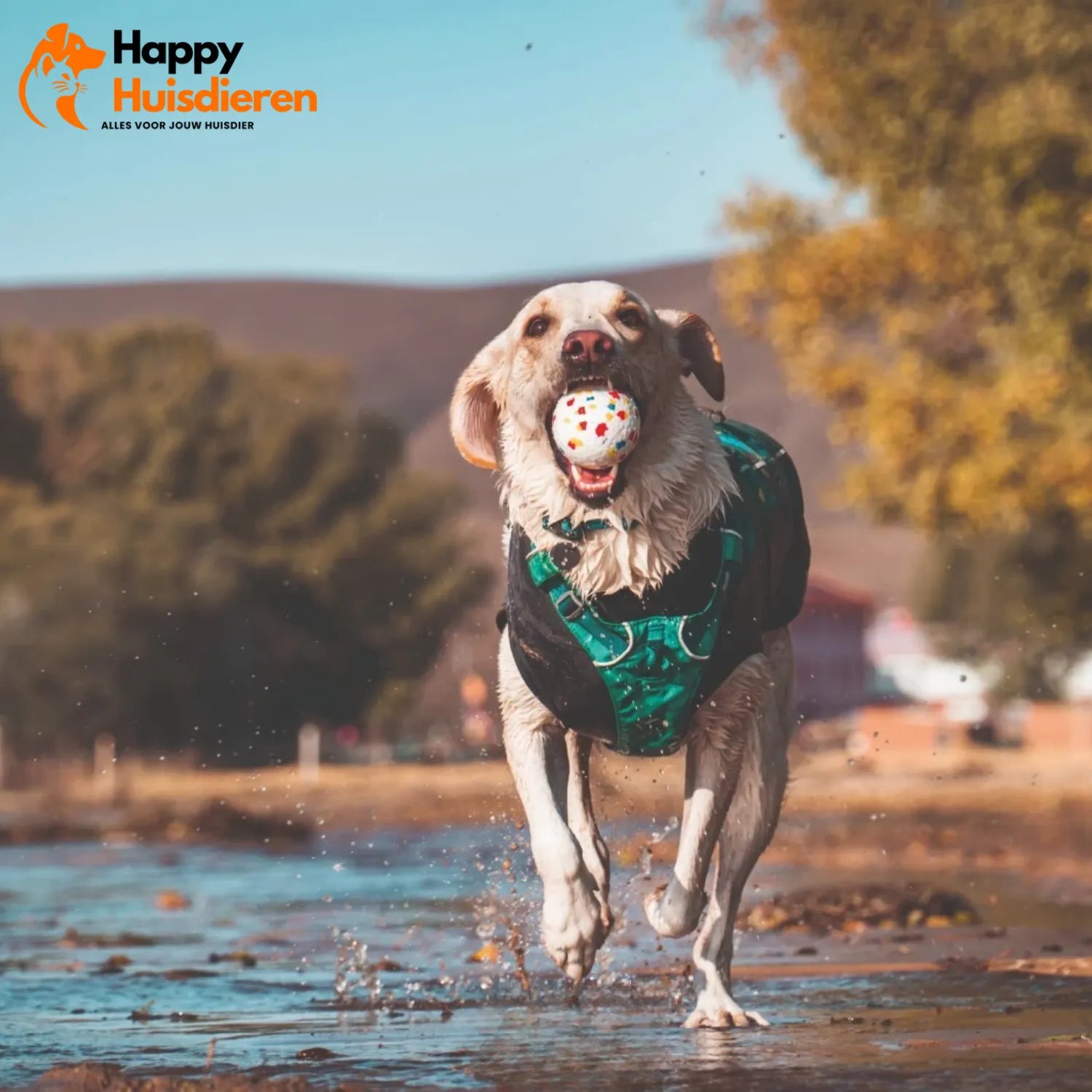 ToughBall | Duurzame Kauwbal voor Honden – Veilig & Tandverzorgend