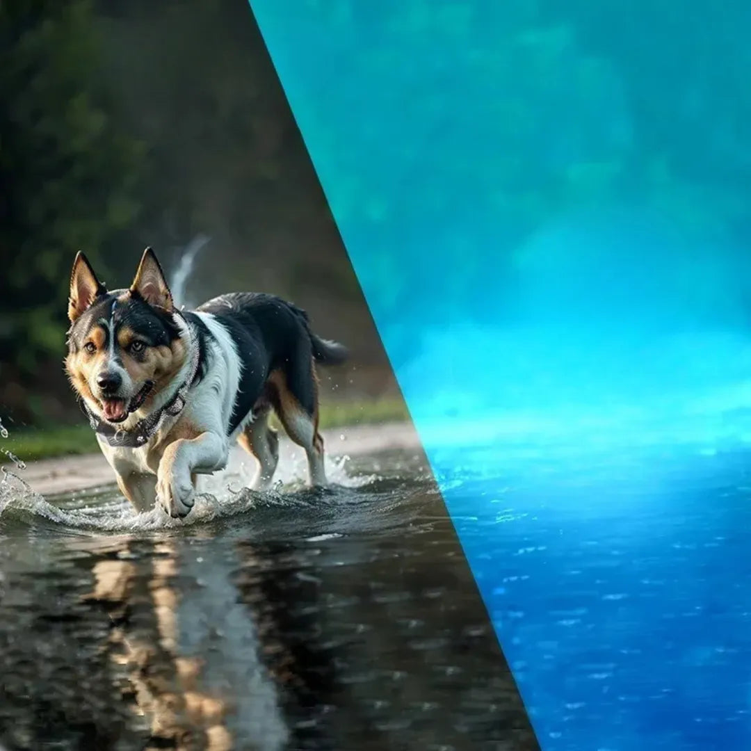 TrainPro | Diervriendelijke Trainingshalsband met Afstandsbediening en Verstelbaar - Groot Bereik