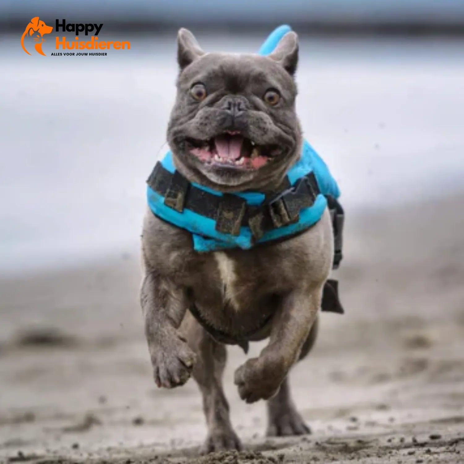 Zwemvest voor Honden – Lichtgewicht Reddingsvest met Handgreep, Verstelbaar & Reflecterend (veilig zwemmen/varen)