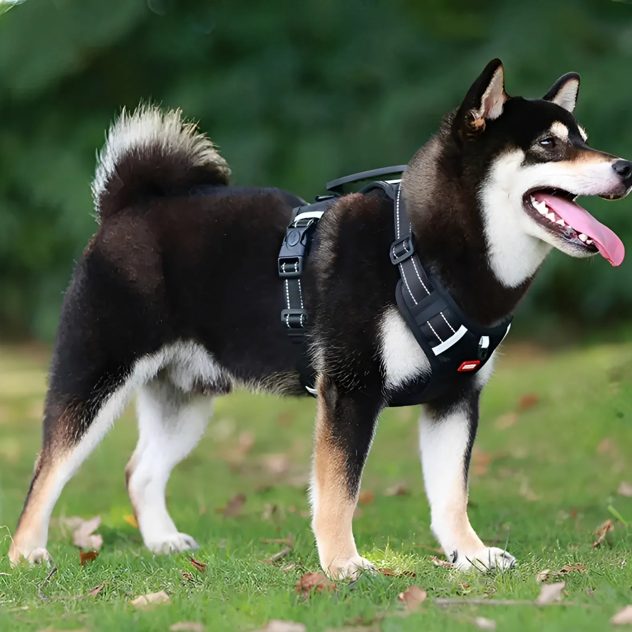 BlijeLoop Partner | Comfortabele Hondentuig voor Pijnvrij Uitlaten