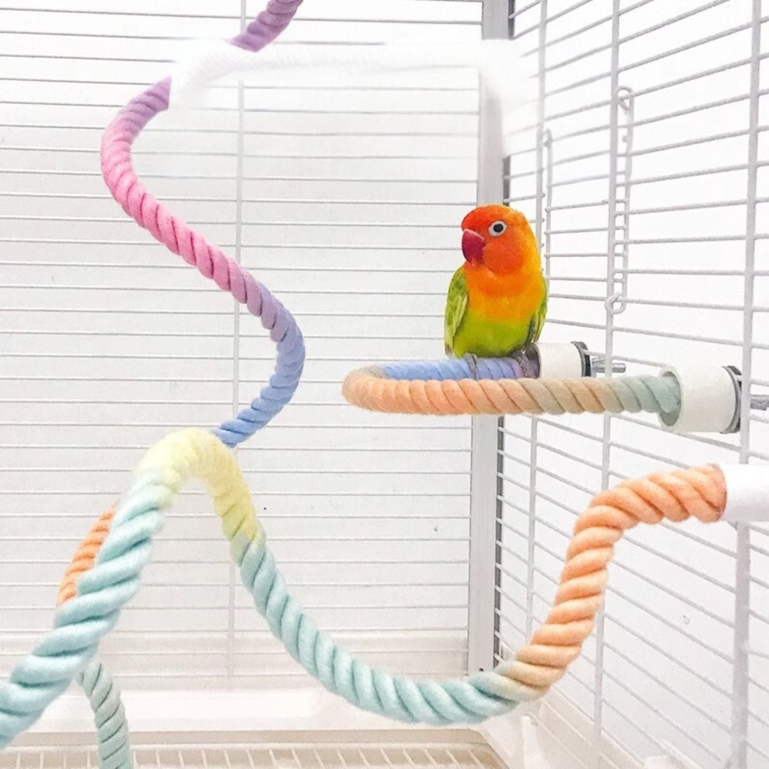 Kleurrijk klimtouw voor actieve vogels in een vogelkooi