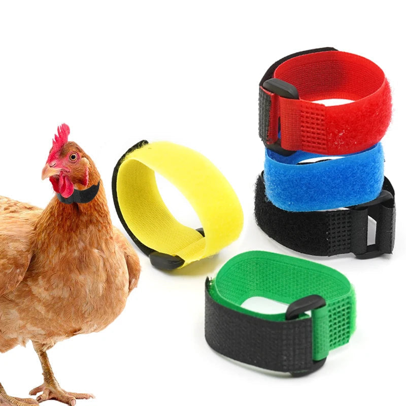 Geluidsarme halsband voor hanen om kraaien te verminderen