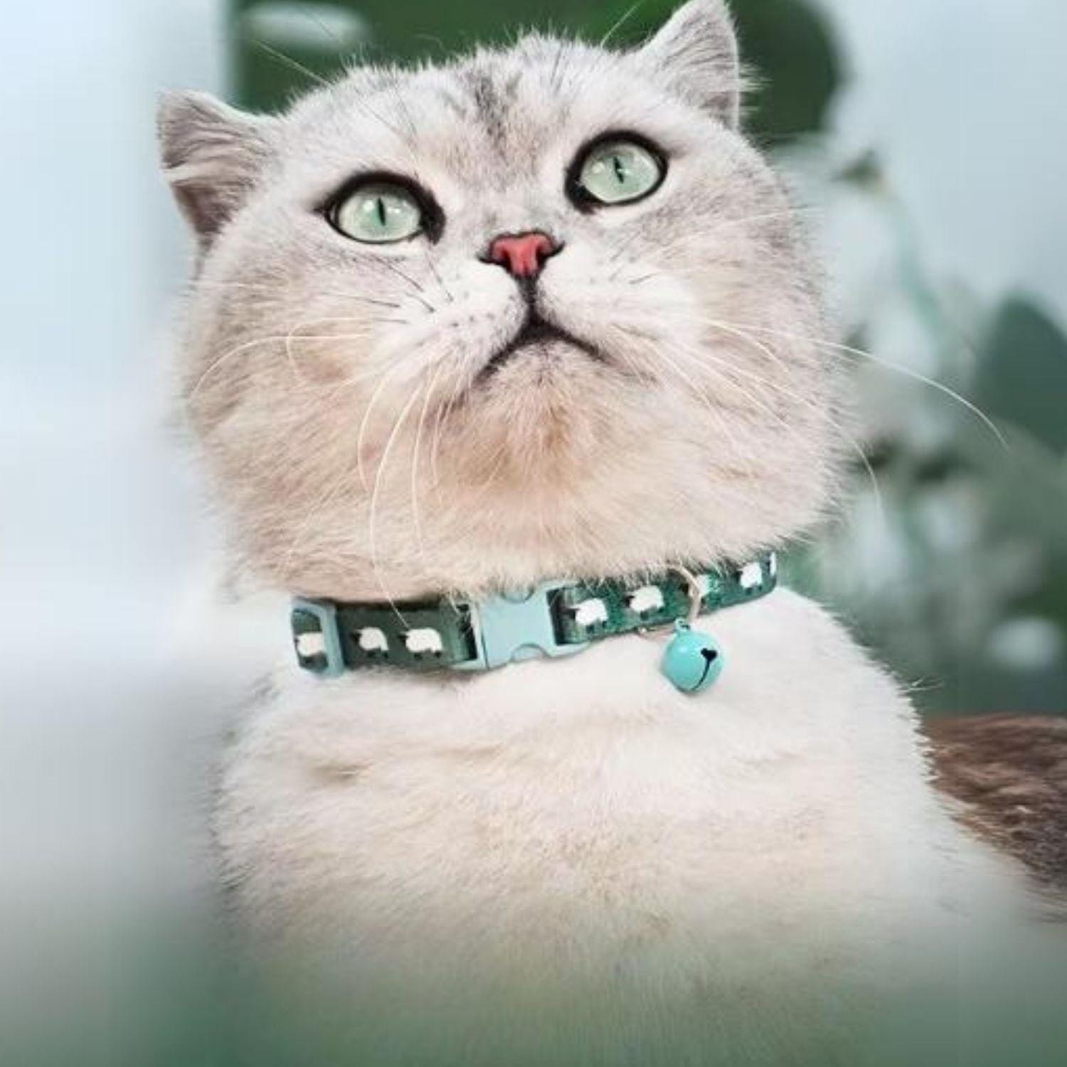 Kattenhalsband met een anti-verstikkingsgesp, inclusief gratis extra