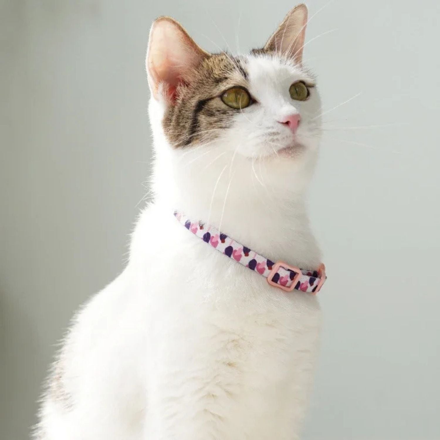 Kattenhalsband met een anti-verstikkingsgesp, inclusief gratis extra