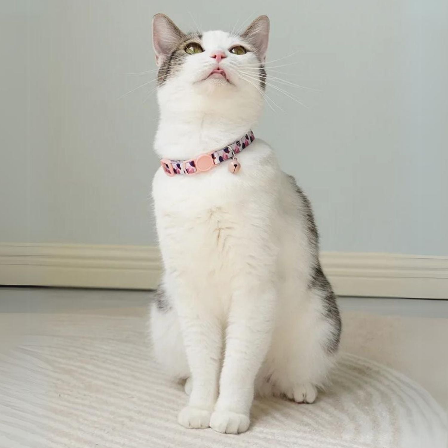 Kattenhalsband met een anti-verstikkingsgesp, inclusief gratis extra