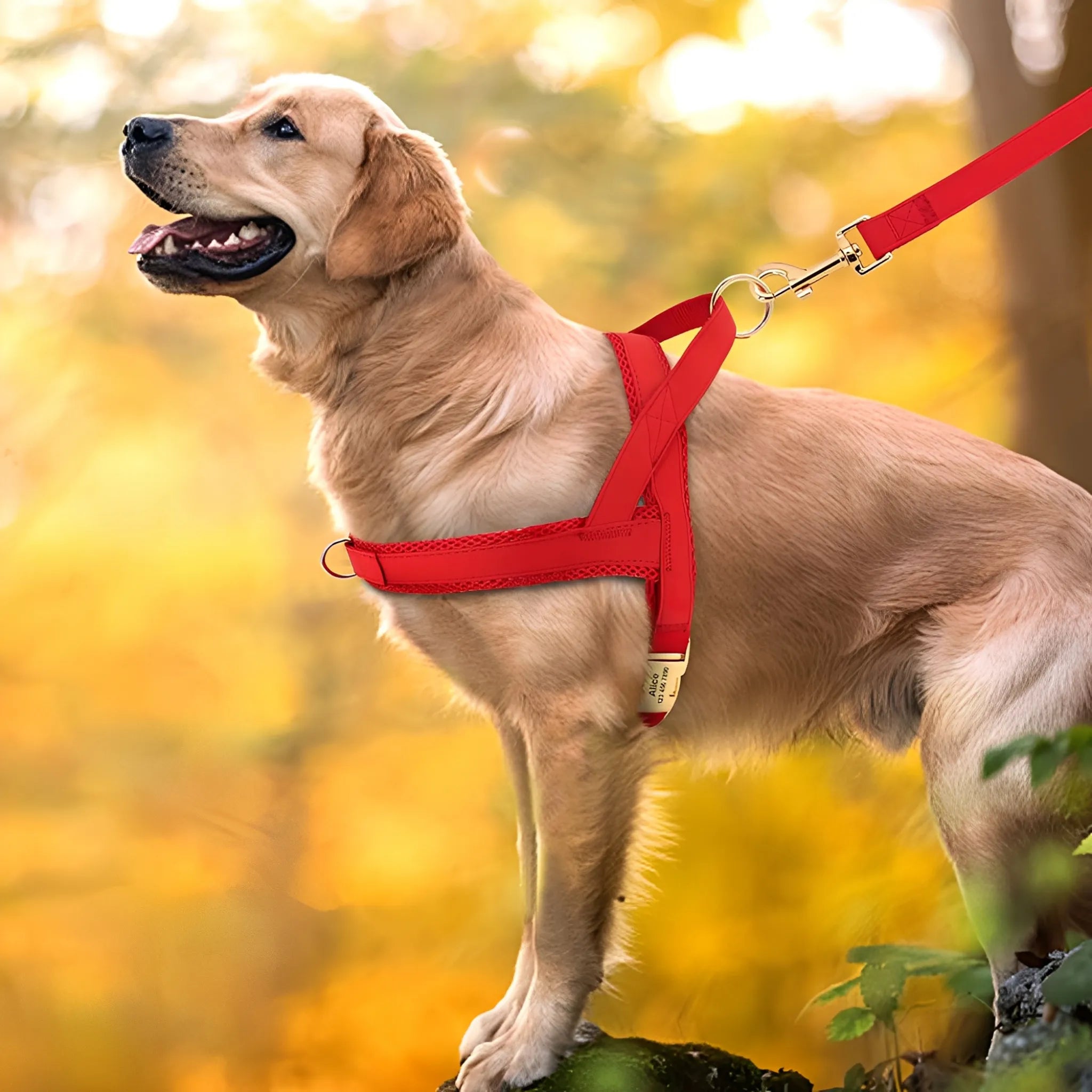 ComfortPaw Tuig | Ergonomisch en Ademend Hondenharnas voor Wandelplezier