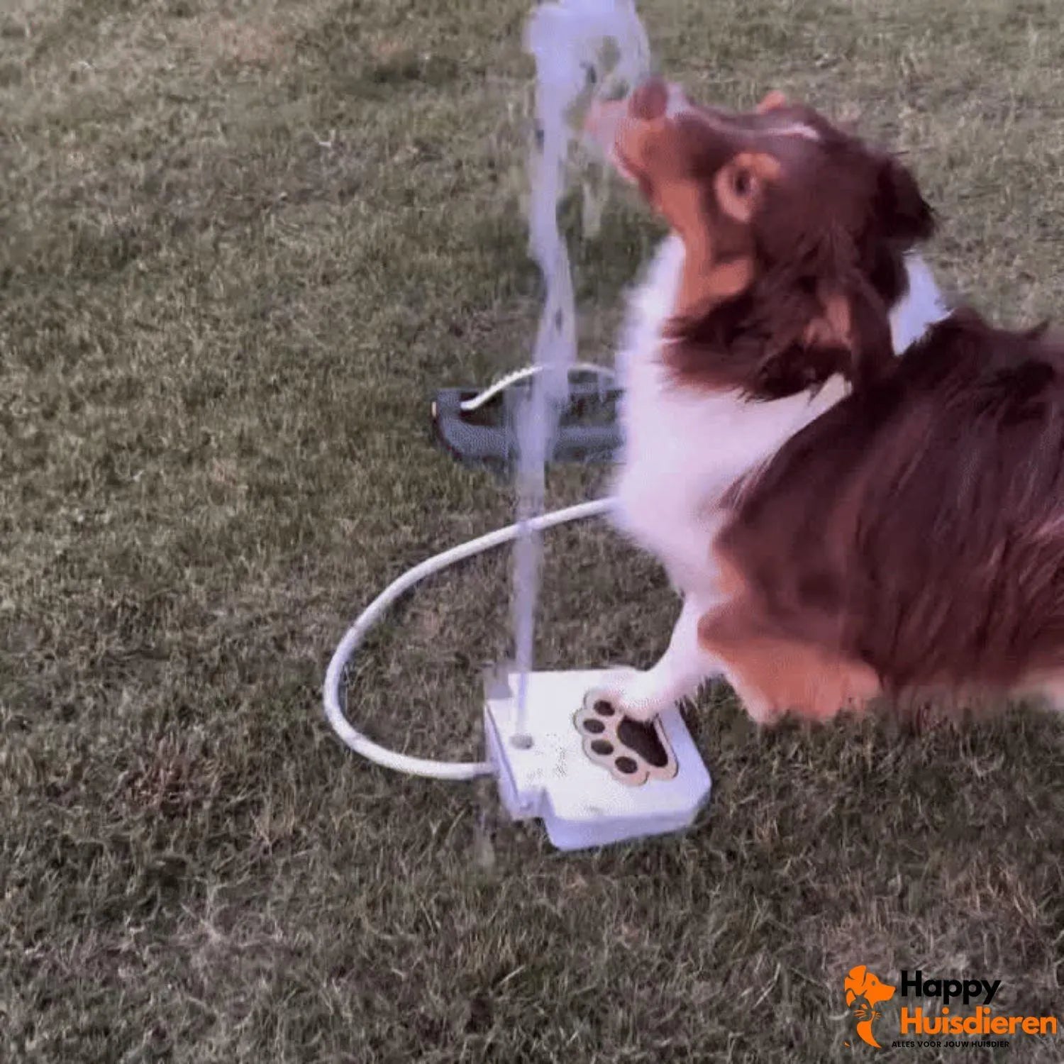 DrinkPlay | Waterfontein voor actieve en dorstige honden en katten