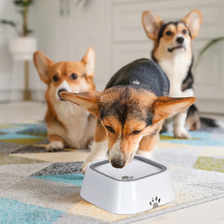 DrySip | Anti-mors drinkkom voor honden en katten
