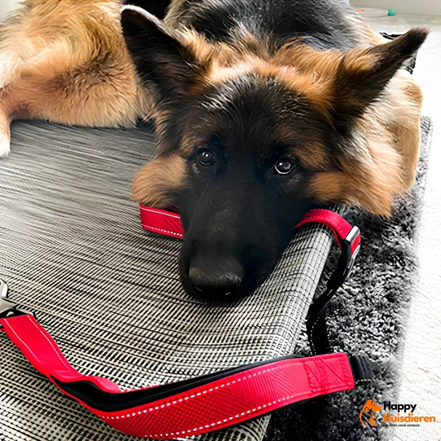 FreedomWalk Lead | Multifunctionele Handsfree Riem met Autogordelbevestiging