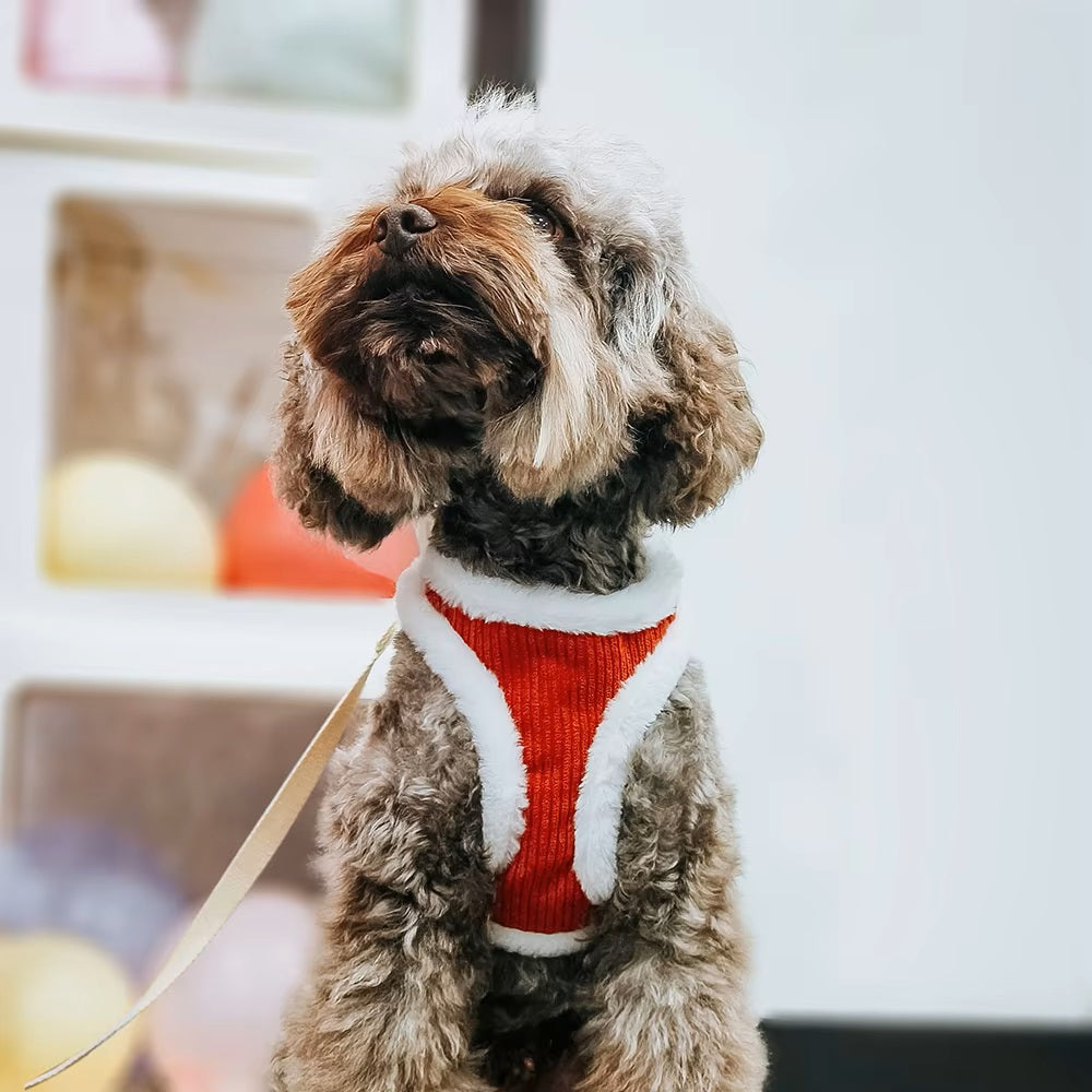 Luna | Comfortabel hondentuigje voor ontspannen wandelingen