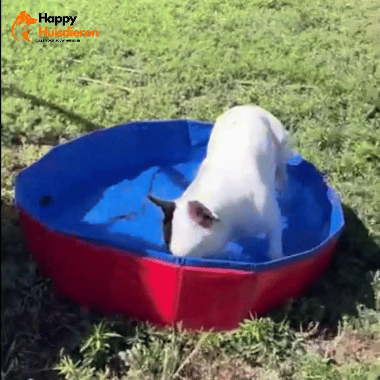 PawSplash | Opvouwbaar Hondenzwembad van Stevig PVC voor Zomerse Verkoeling