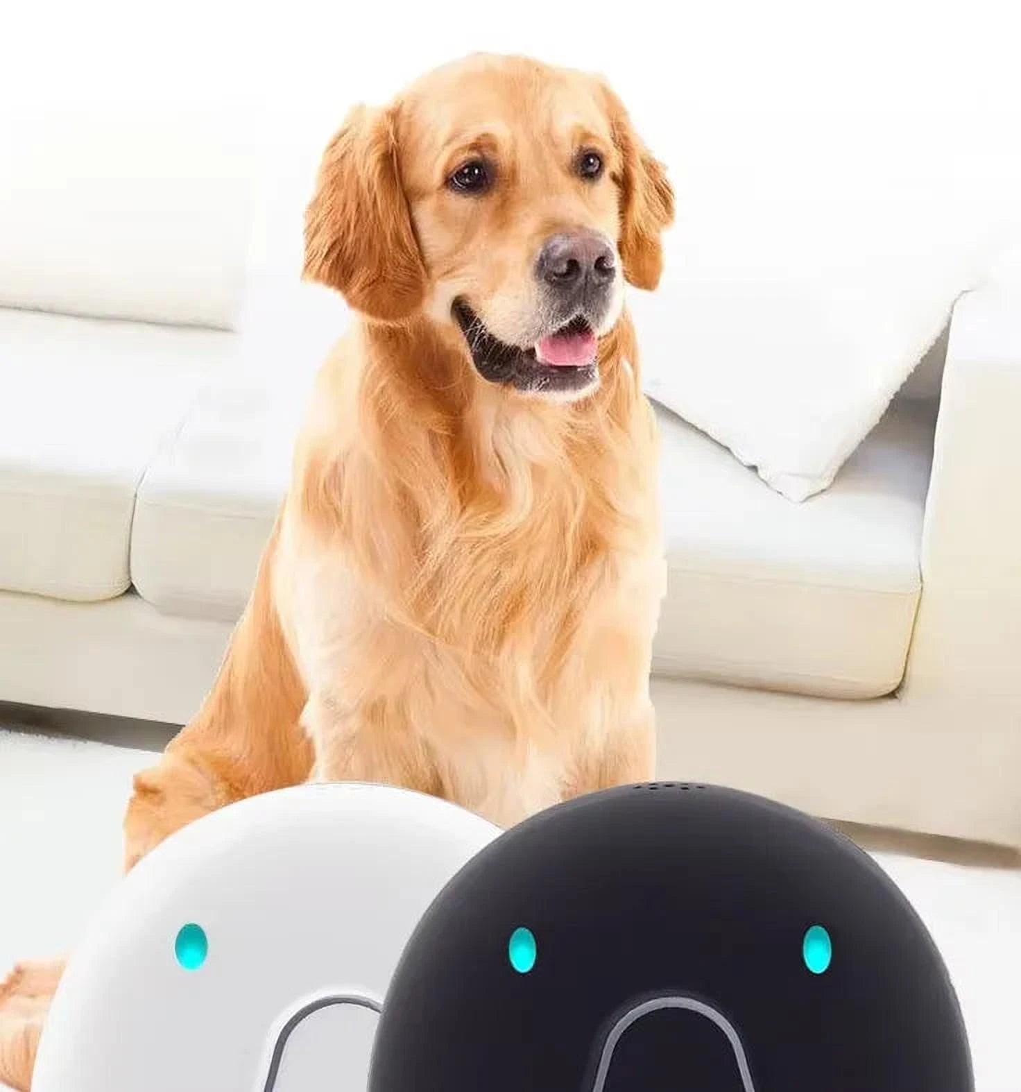 PawTrack Halsband | GPS-Tracker voor Honden – Live Locatie, Waterbestendig & Lange Batterijduur