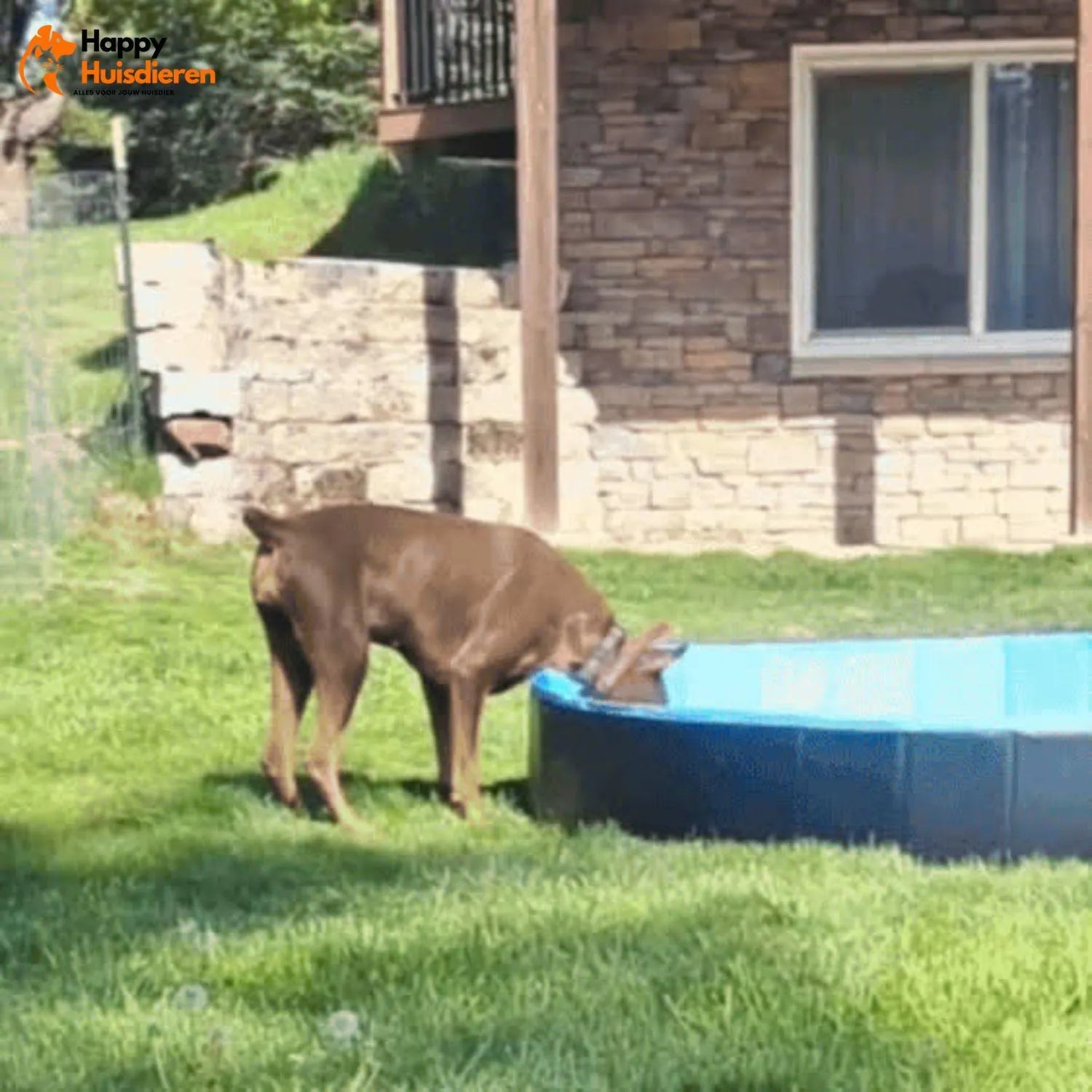 PoolPaw | Opvouwbaar Hondenzwembad – Stevig, Lekvrij & Antislip