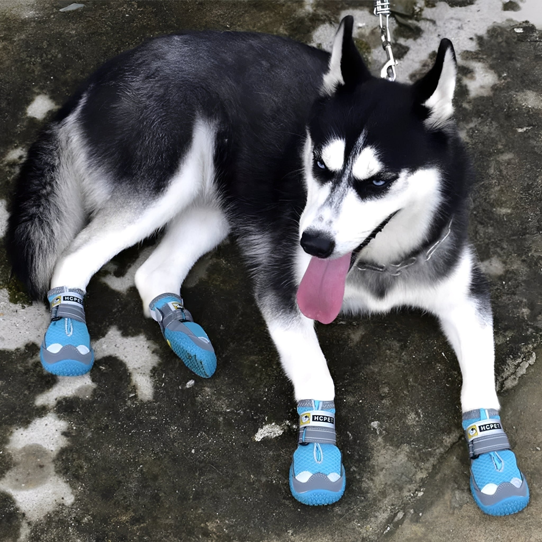 PootGrip Schoentjes | Beschermende Antislip Hondenschoenen voor Wandelen