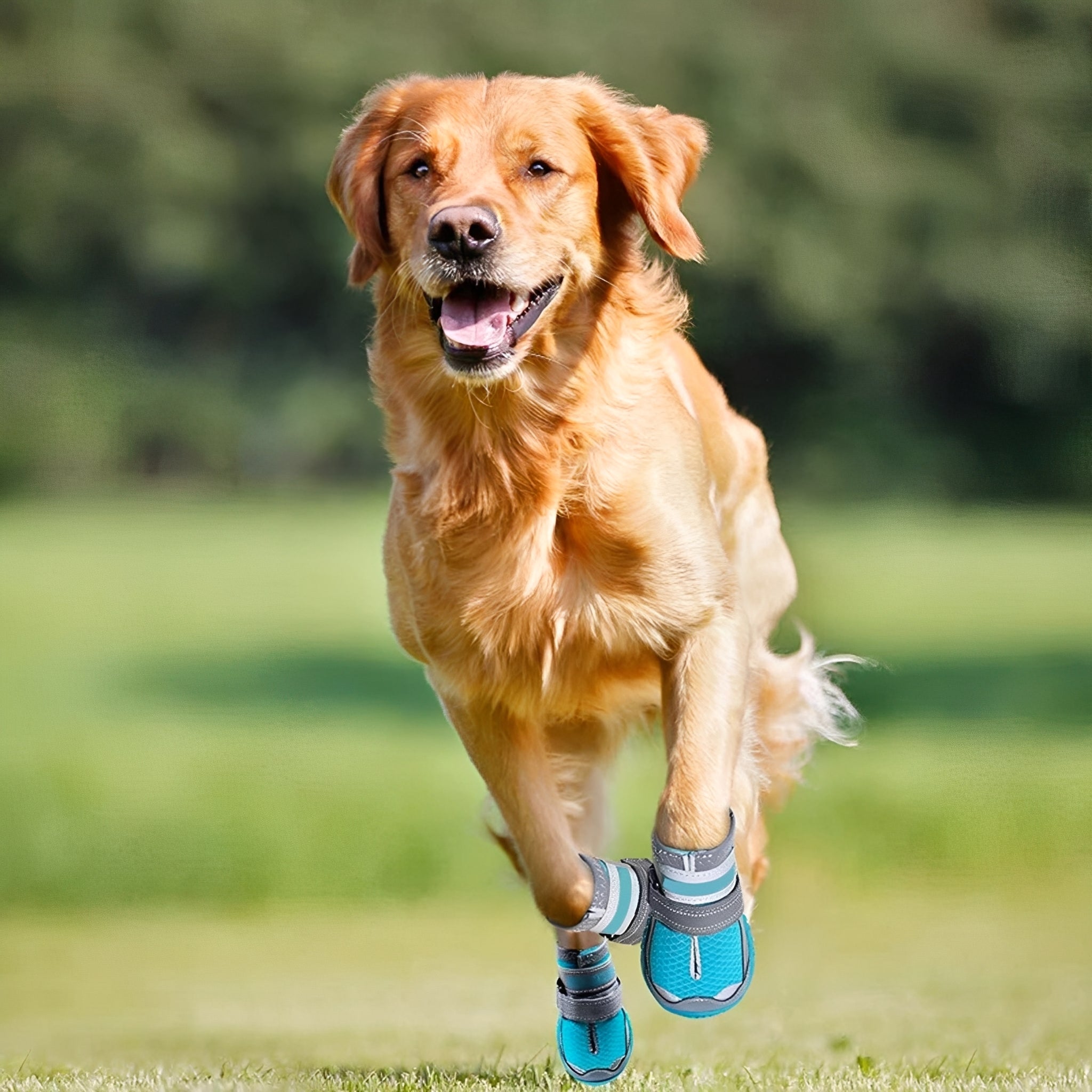 PootGrip Schoentjes | Beschermende Antislip Hondenschoenen voor Wandelen