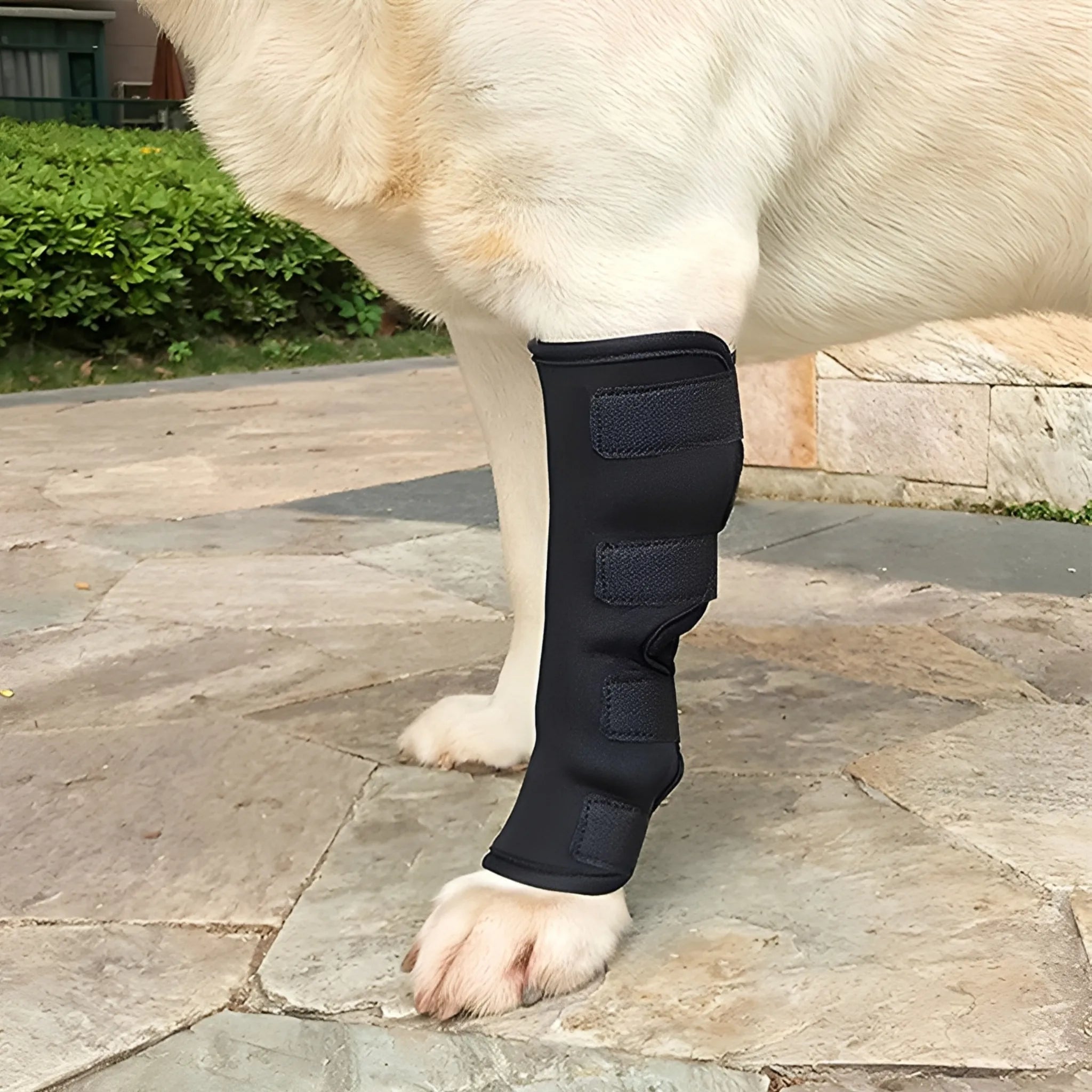 PootSteun Hondenbrace | Ondersteunende Orthopedische Pootbrace voor Honden
