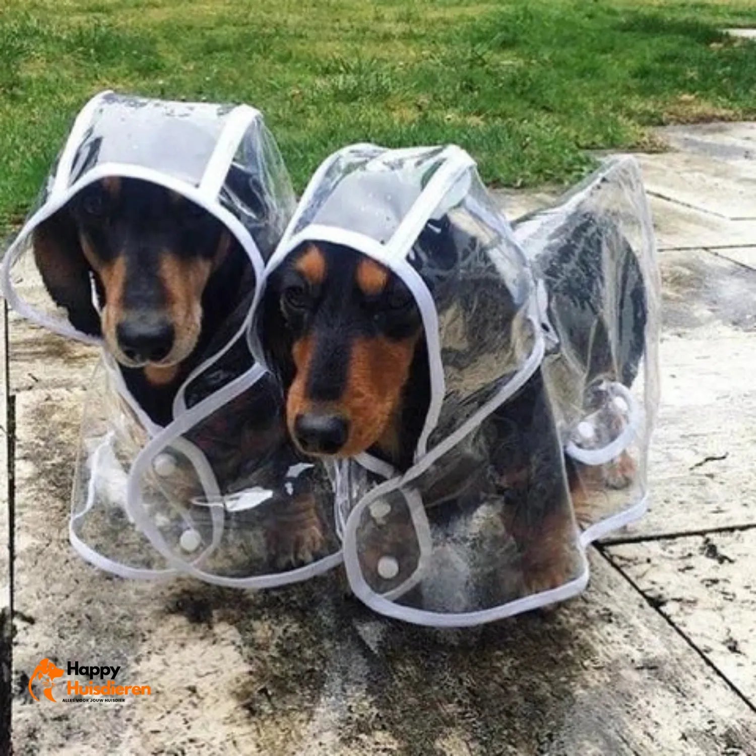 RegenShield Hondjas | Transparante Regenjas voor Honden