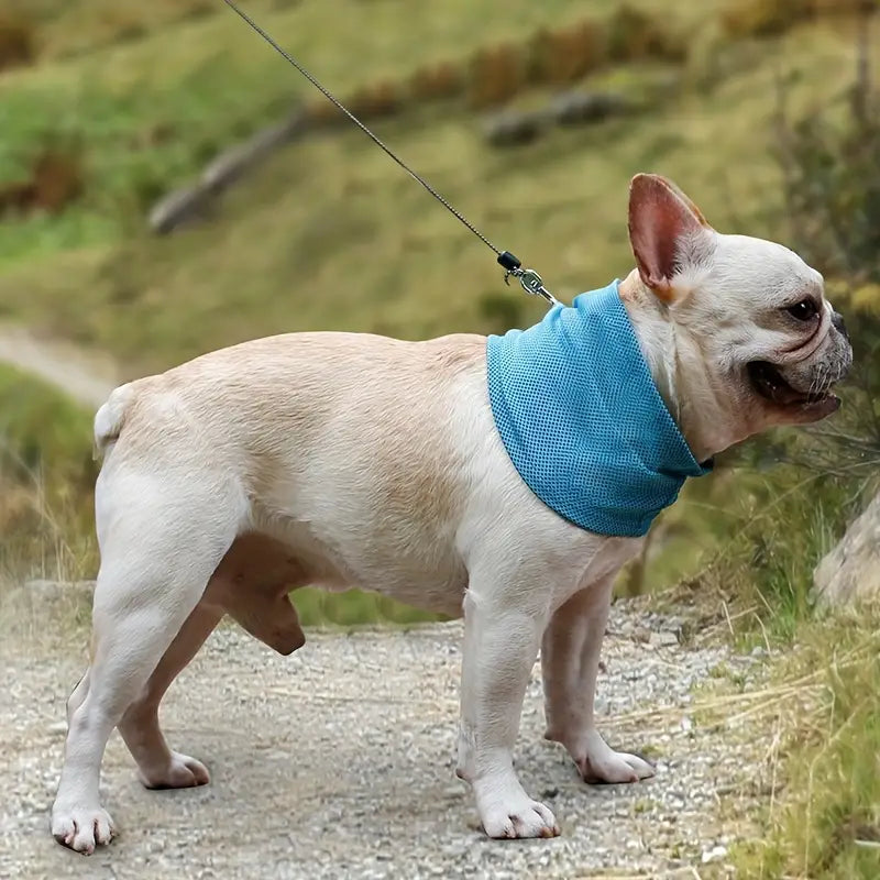Thor | Koelband Voor Honden Zomer