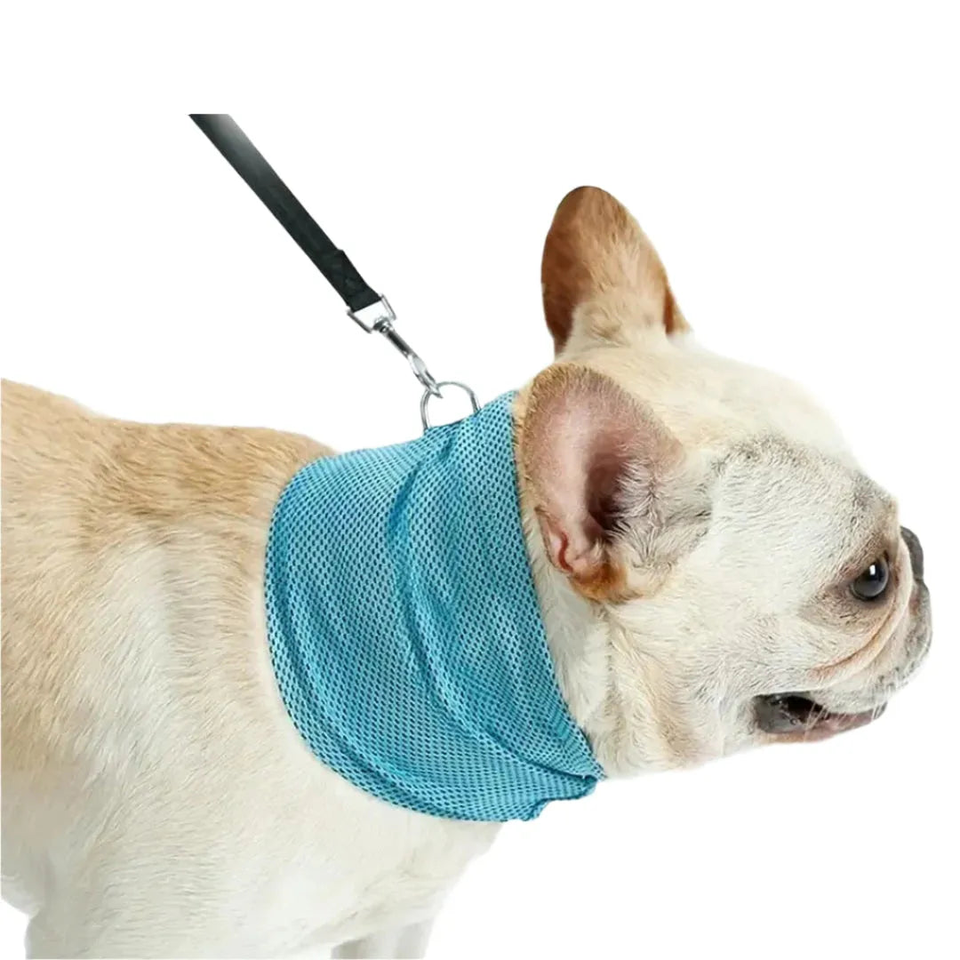 Thor | Koelband Voor Honden Zomer