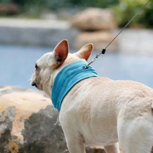 Thor | Koelband Voor Honden Zomer
