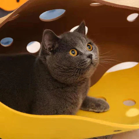 Zazu | Speelparadijs voor nieuwsgierige en actieve katten