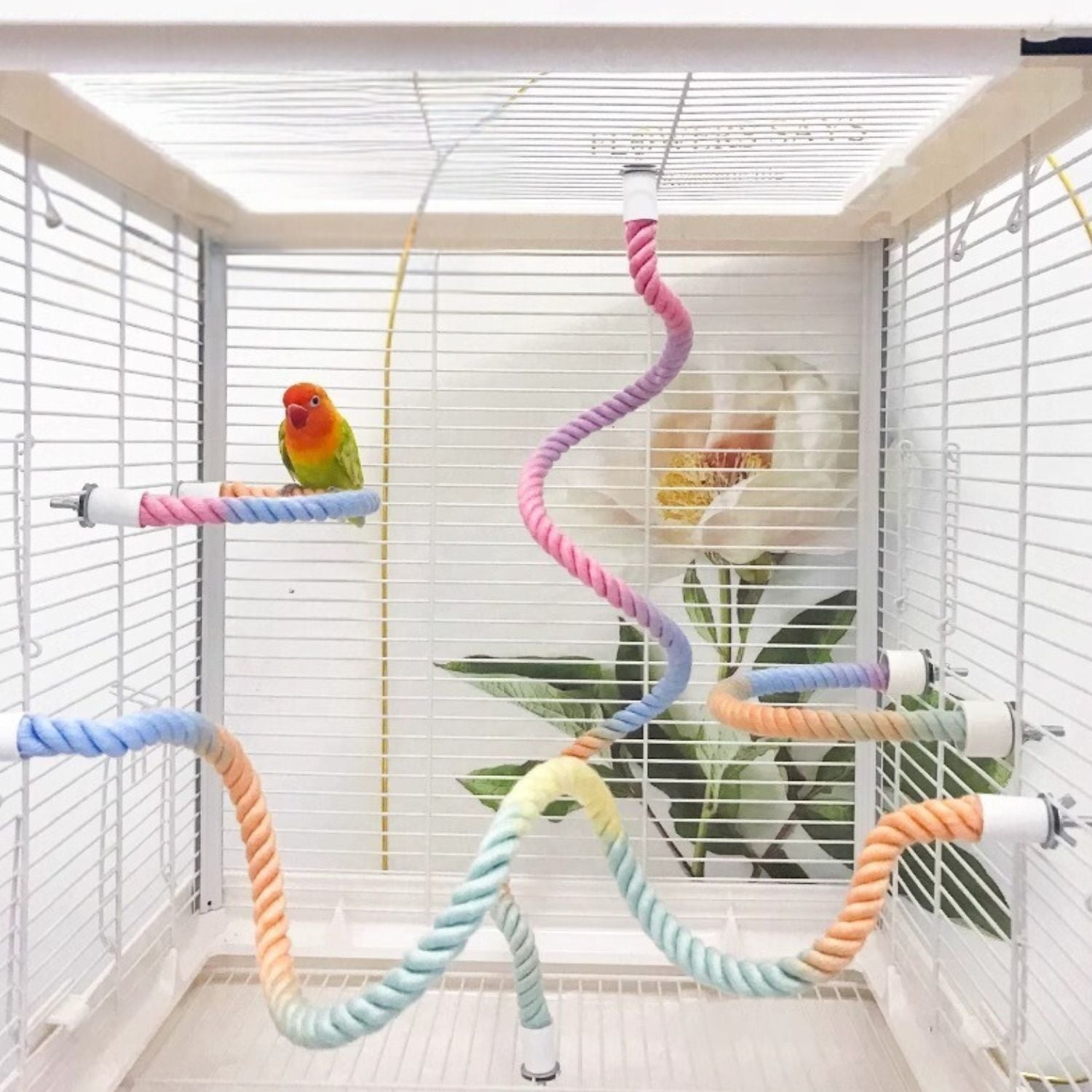 Kleurrijk klimtouw voor actieve vogels in een vogelkooi