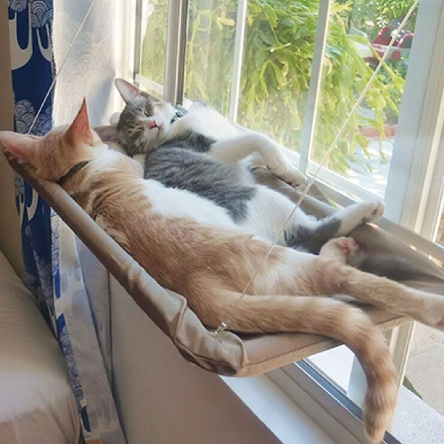Kattenhangmat met zuignap voor bevestiging aan het raam voor kattencomfort