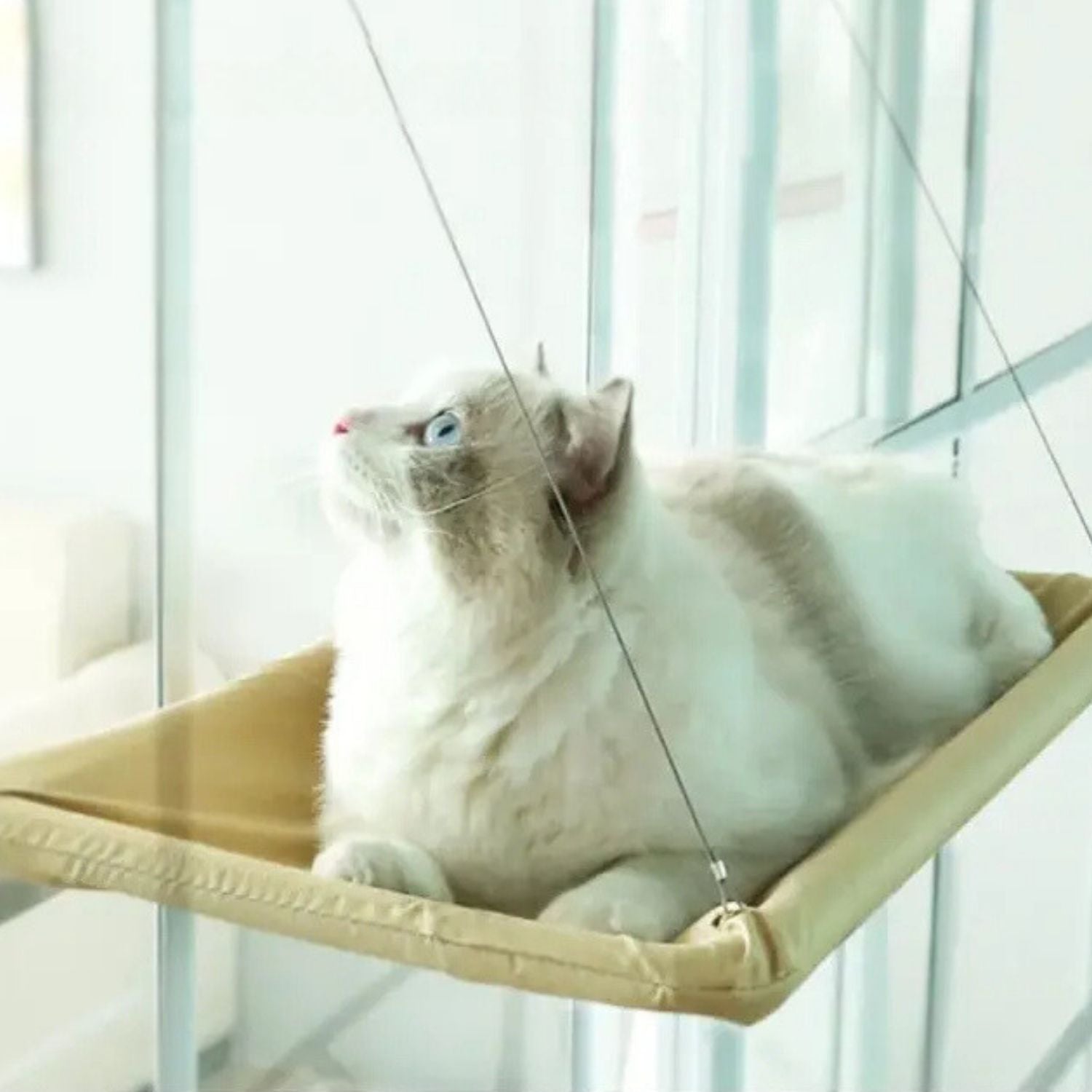 Kattenhangmat met zuignap voor bevestiging aan het raam voor kattencomfort