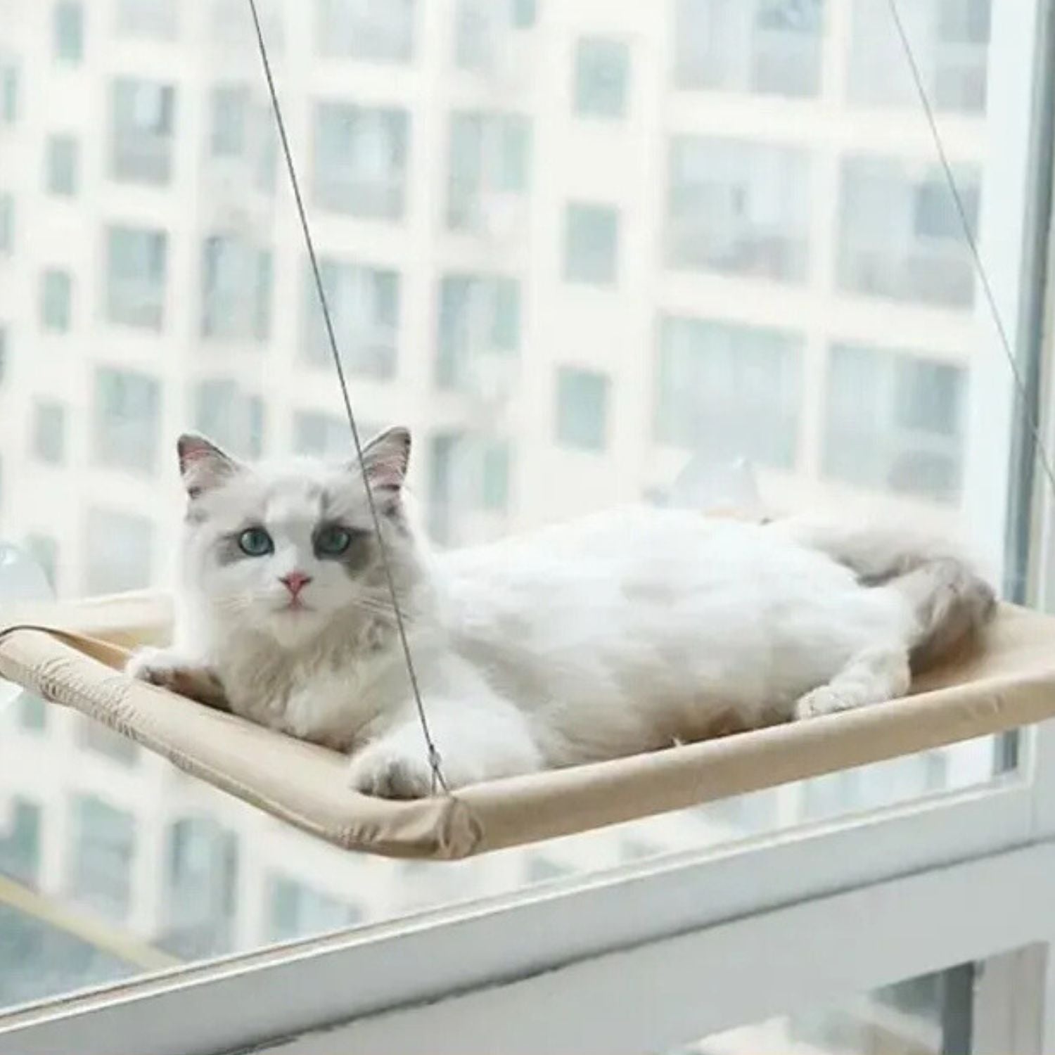 Kattenhangmat met zuignap voor bevestiging aan het raam voor kattencomfort