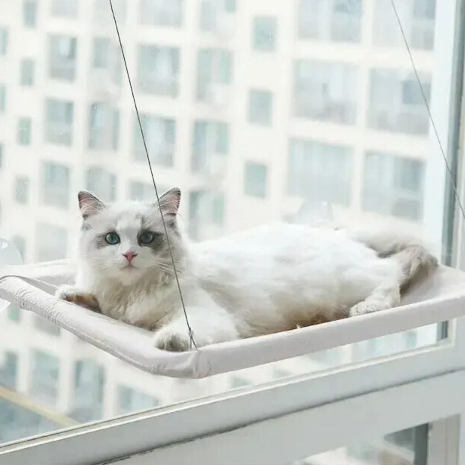 Kattenhangmat met zuignap voor bevestiging aan het raam voor kattencomfort