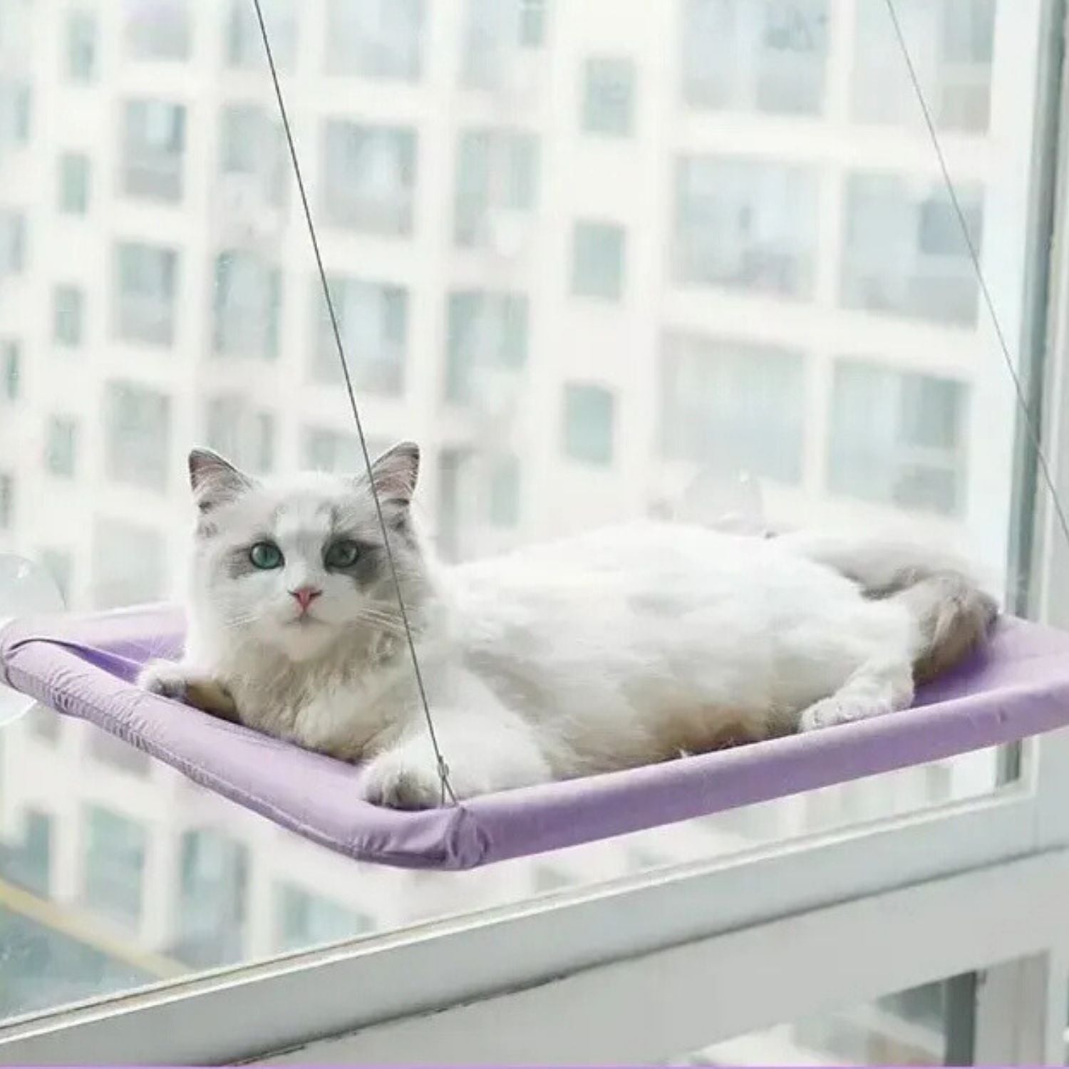 Kattenhangmat met zuignap voor bevestiging aan het raam voor kattencomfort