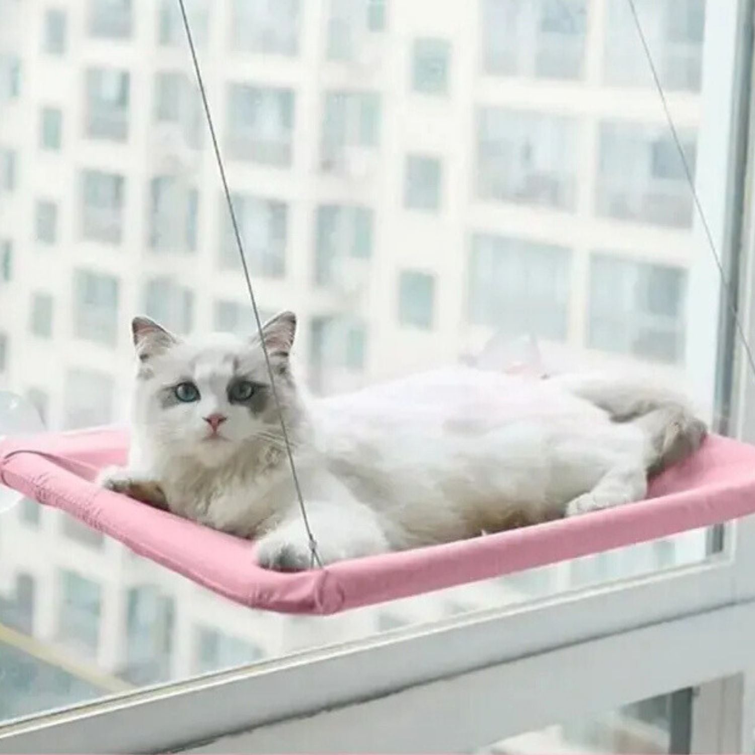 Kattenhangmat met zuignap voor bevestiging aan het raam voor kattencomfort