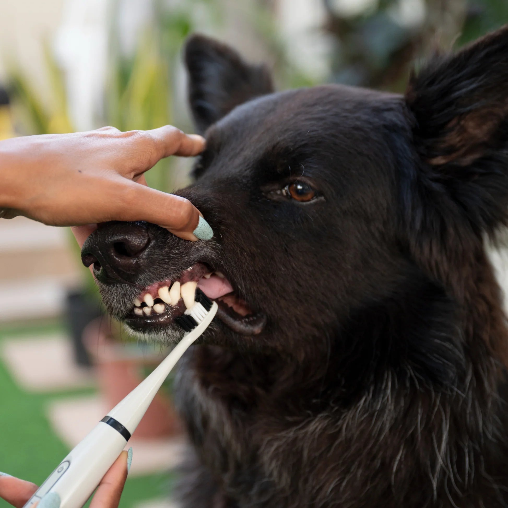 Tandenpoetspootje | Volledige Mondverzorging voor Honden