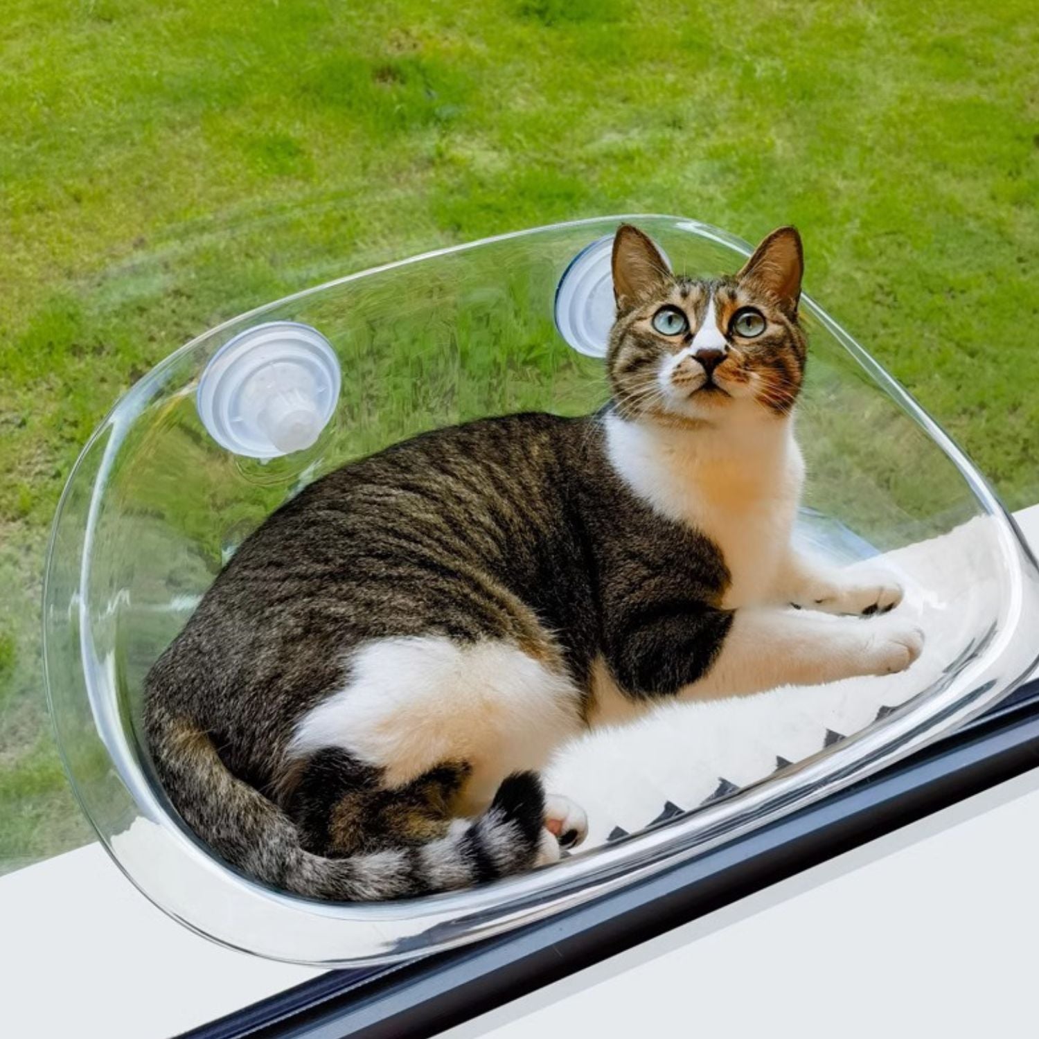 Kattenraamhanger met zuignappen voor ultiem relaxen voor katten