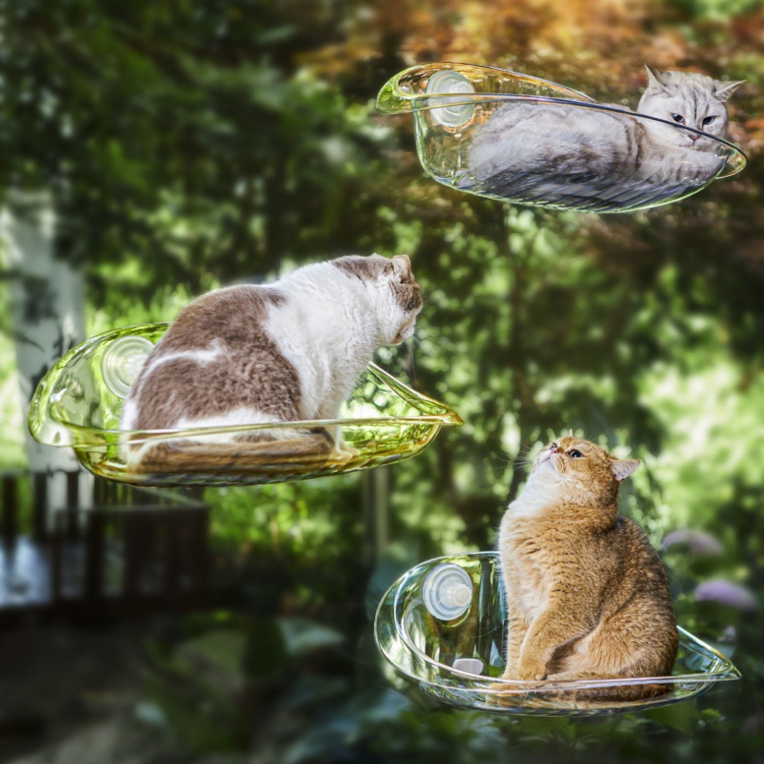 Kattenraamhanger met zuignappen voor ultiem relaxen voor katten